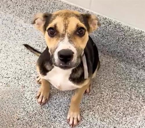 Photo of Maggie, adoptable Staffordshire Bull Terrier in Houston, Texas