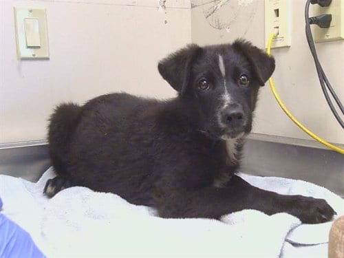Photo of Stu Macher, adoptable German Shepherd Dog in Sacramento, California