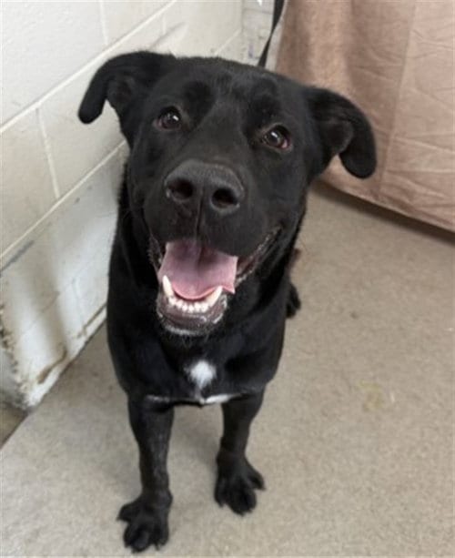 Photo of Silly Billy, adoptable Labrador Retriever in San Bernardino, California