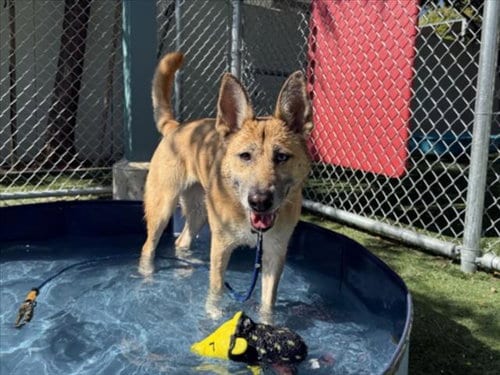 Photo of Teba, adoptable German Shepherd Dog in Chatsworth, California