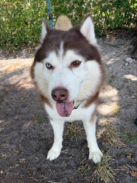Photo of Thor, adoptable Siberian Husky in Fort Lauderdale, Florida