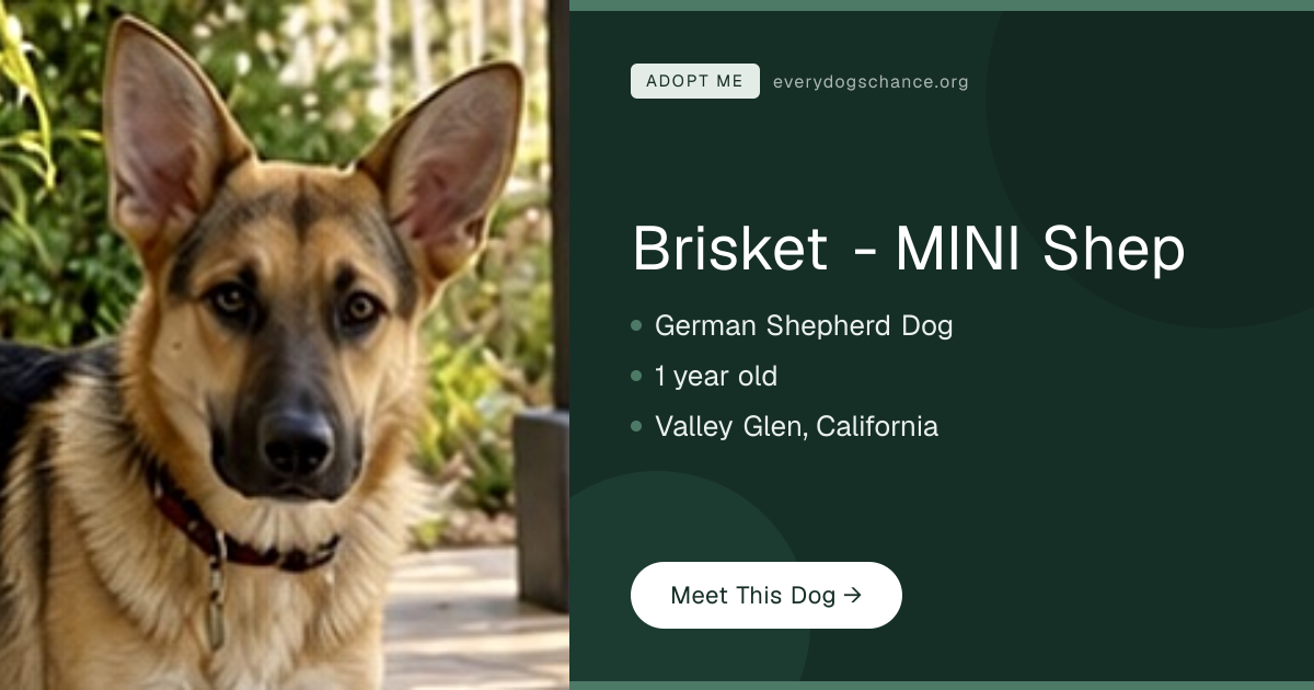 Brisket - MINI Shep — German Shepherd in CA | Every Dog's Chance