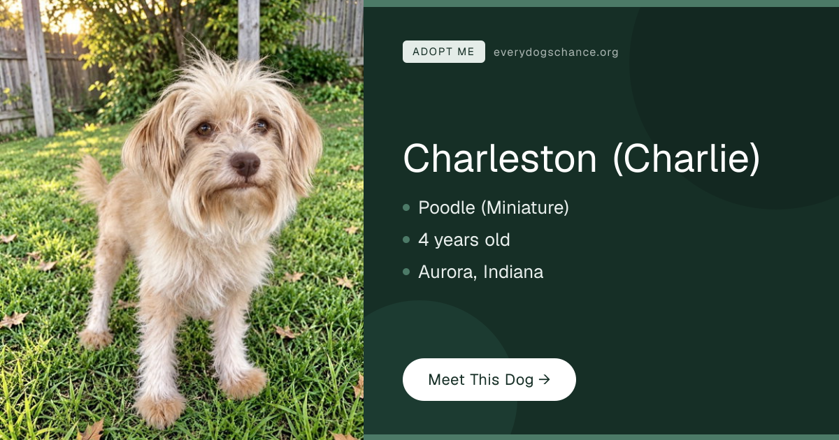 Charleston (Charlie) — Poodle (Miniature) in IN | Every Dog's Chance