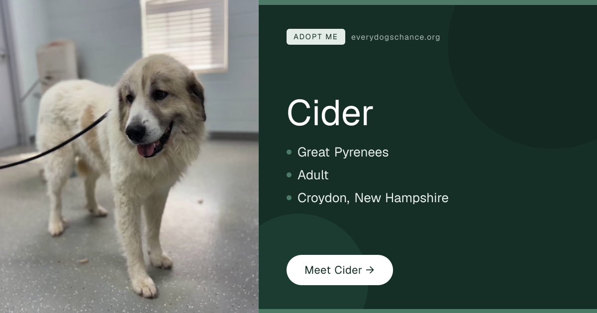 Cider — Great Pyrenees in Croydon, NH | Every Dog's Chance