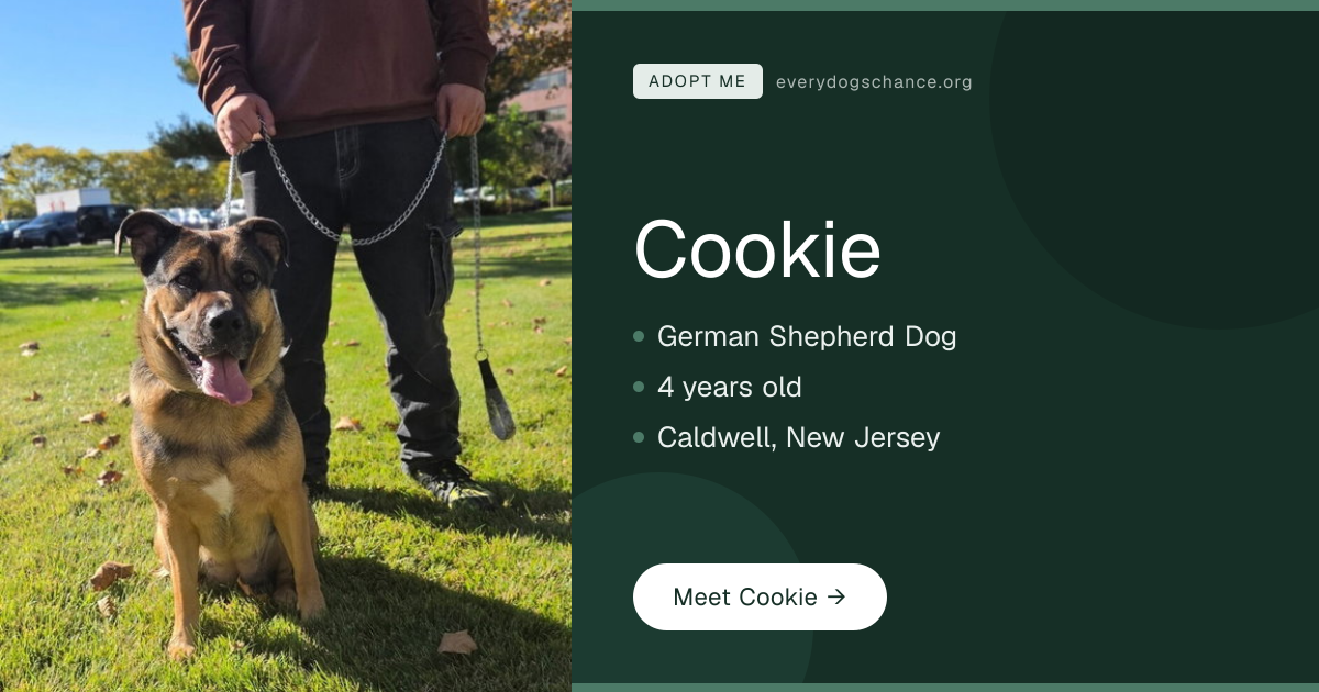Cookie — 4-Year-Old German Shepherd in NJ | Every Dog's Chance