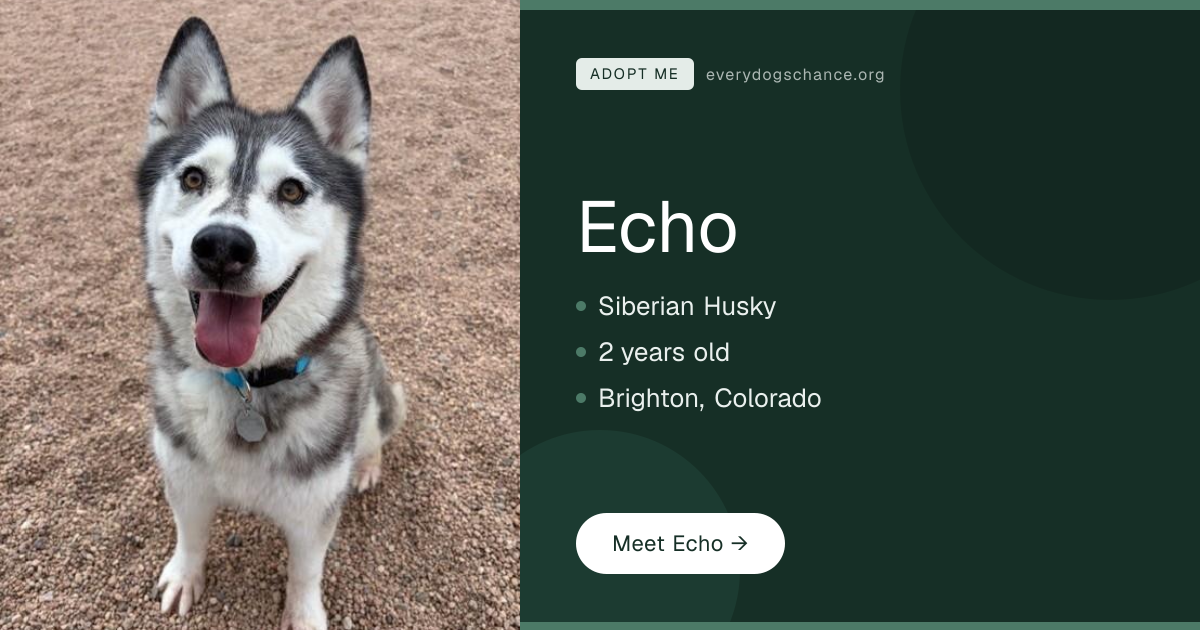 Echo — 2-Year-Old Siberian Husky in Brighton, CO | Every Dog's Chance