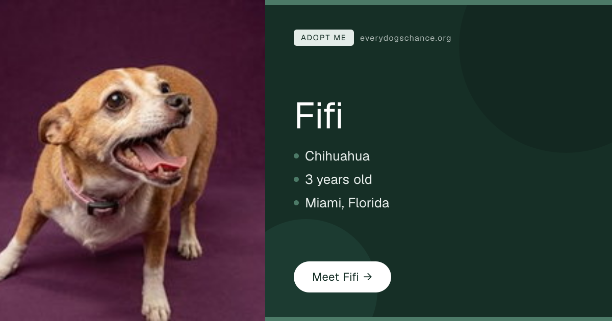 Fifi — 3-Year-Old Chihuahua in Miami, FL | Every Dog's Chance