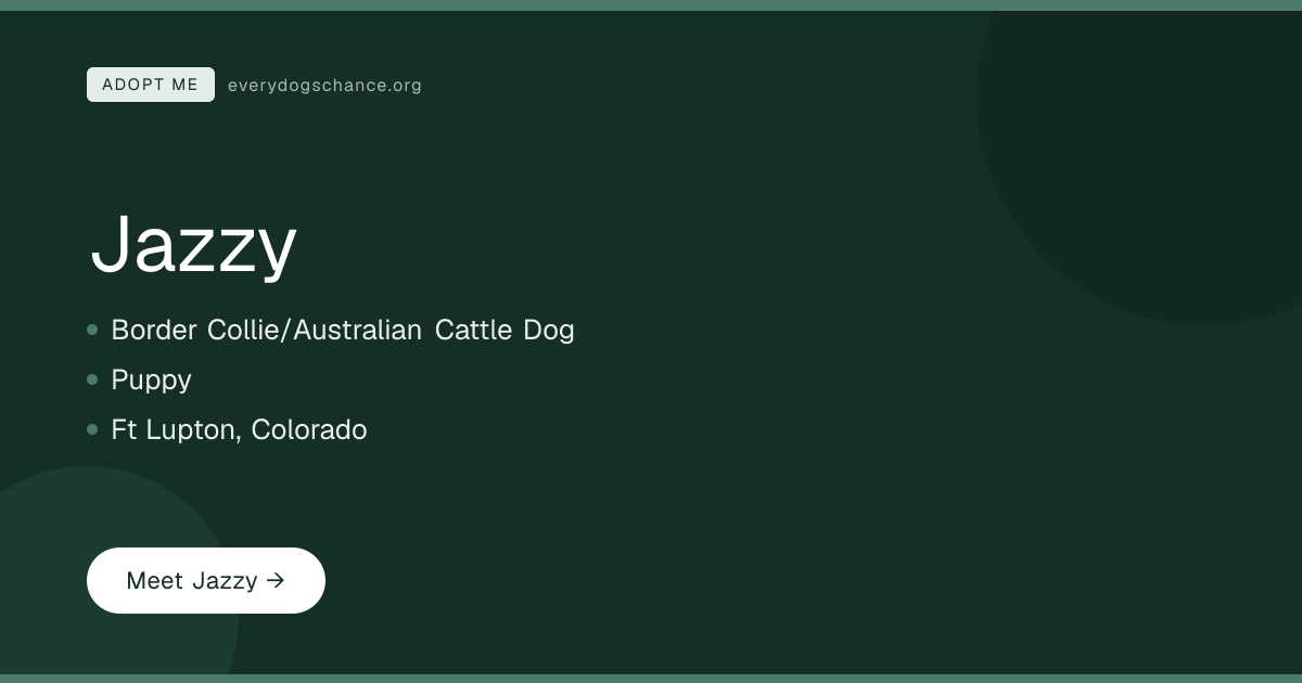 Jazzy — Border Collie/Australian Cattle Dog in CO | Every Dog's Chance