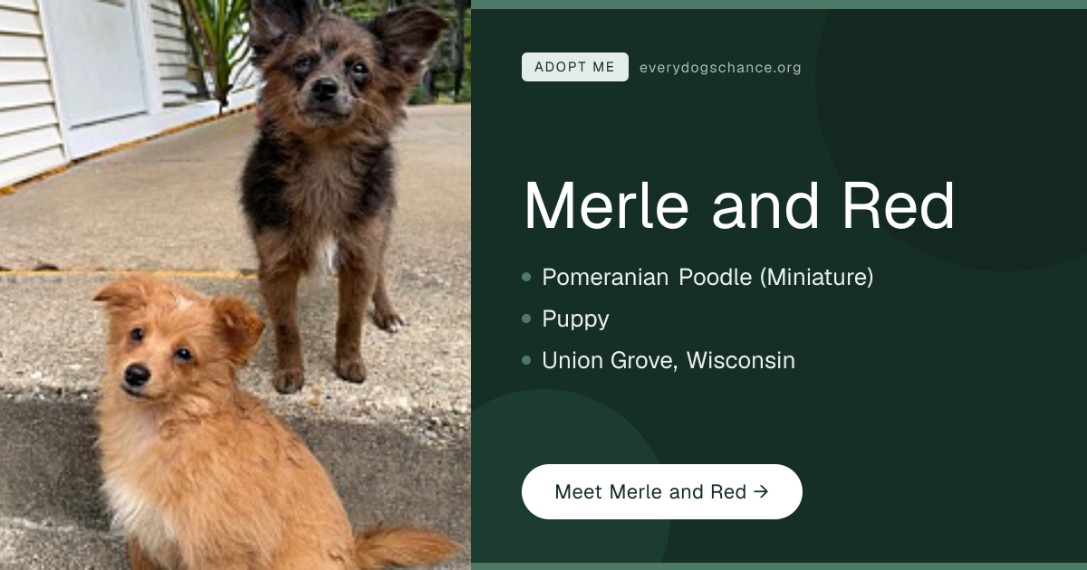 Merle and Red in WI | Every Dog's Chance
