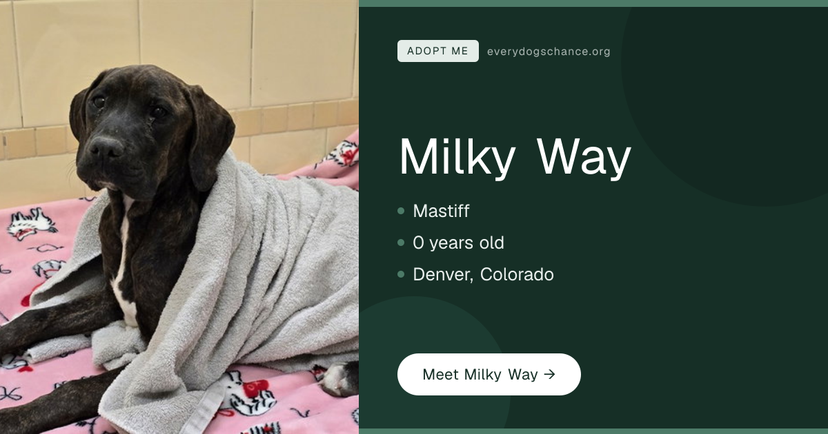 Milky Way — Puppy Mastiff in Denver, CO | Every Dog's Chance