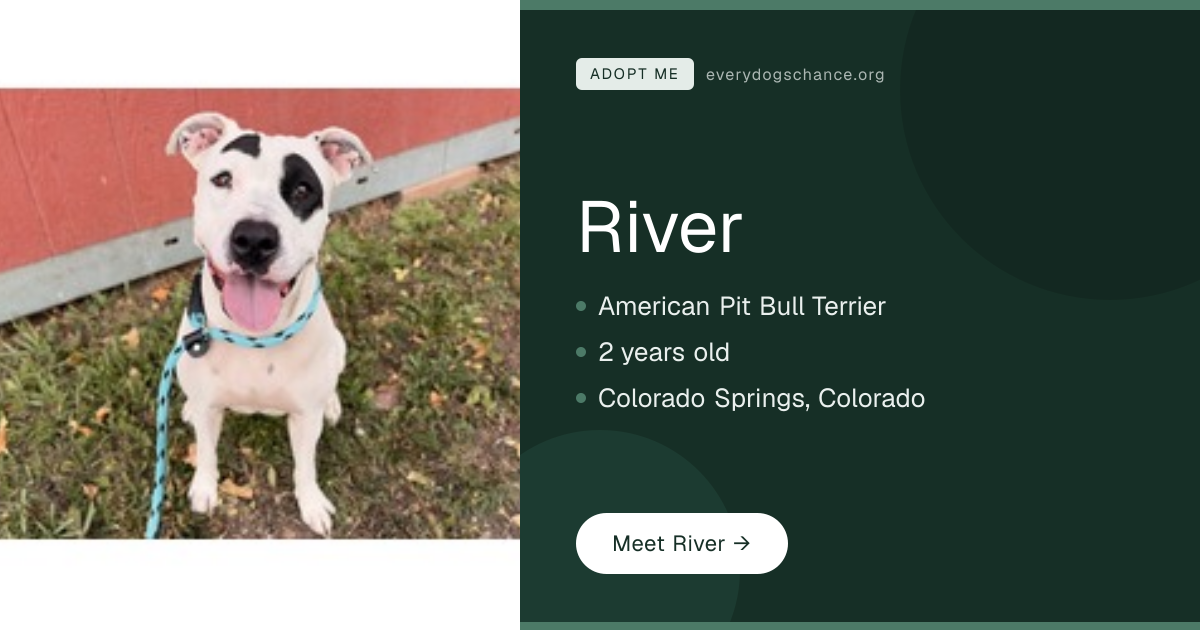 River — 2-Year-Old Pit Bull in CO | Every Dog's Chance