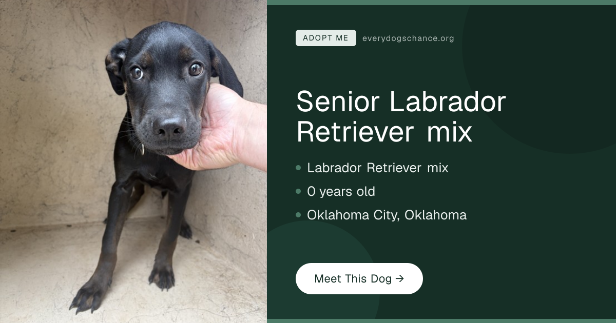 Senior Labrador Retriever mix — Lab Mix in OK | Every Dog's Chance