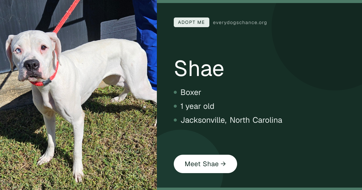 Shae — 1-Year-Old Boxer in Jacksonville, NC | Every Dog's Chance