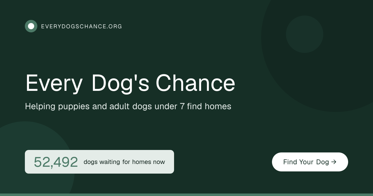 Boxer Dogs for Adoption in Pennsylvania | Every Dog's Chance